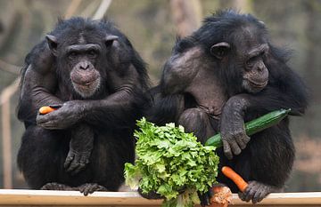Chimpansees eten groenten. by Luuk van der Lee