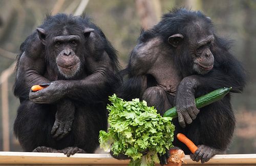 Chimpansees eten groenten.