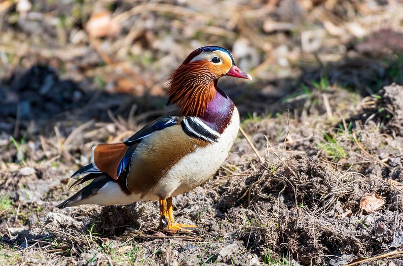 Mandarin duck by Merijn Loch