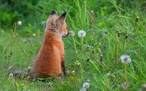 Ein kleiner Fuchs auf einem Feld im Frühling von Claude Laprise