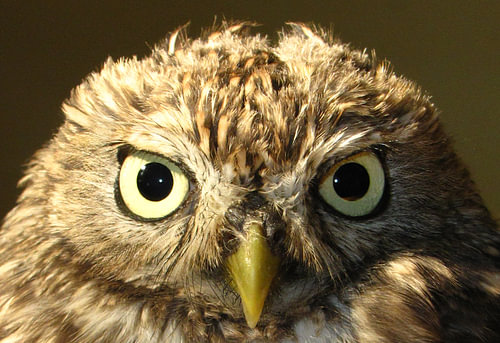 Evil Owl