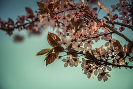 Bloesem by Miranda Overkleeft