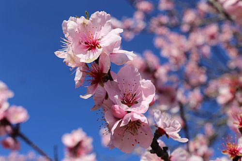 Nahaufnahme von blühenden Mandelblüten, Kirschblüten (Prunus 