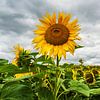 Een veld met zonnebloemen tussen Stäbelow en Clausdorf bij Rostock van Rico Ködder
