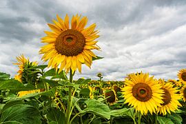 A field of sunflowers between Stäbelow and Clausdorf near Rostock by Rico Ködder