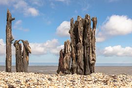 pieux périssables sur les vasières près de la mare de paessens