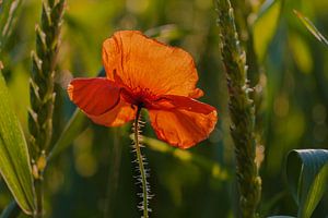 Poppy sur Kurt Krause