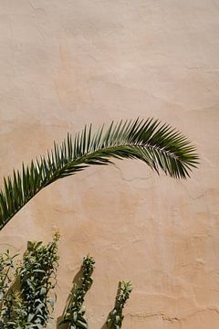Groene planten tegen terracotta muur | reisfotografie Marokko van Studio Rood