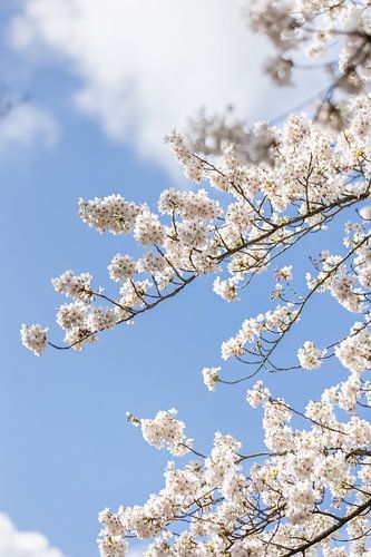 Bloesem pracht in Nederland