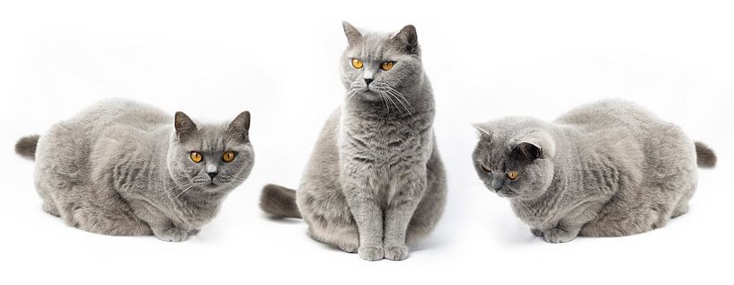 Britisch-Kurzhaar-Katze mit orangefarbenen Augen auf weißem Hintergrund 3 in einer Reihe. von Monique Giling