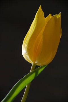 Tulp van Maren Oude Essink