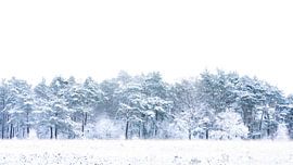 white trees in the Netherlands