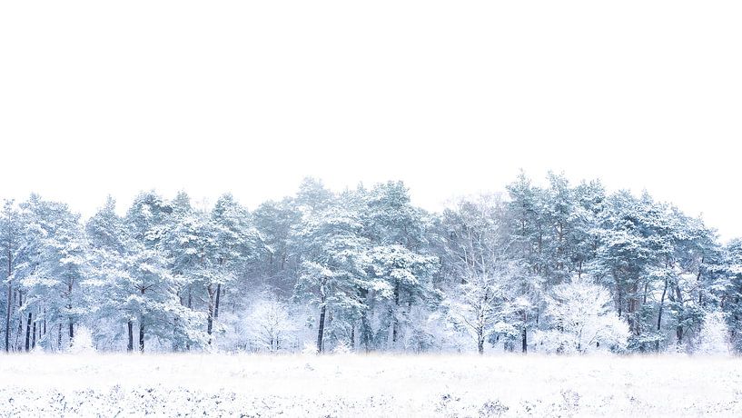 white trees in the Netherlands van Sonny Vermeer