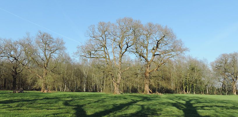 Alte Eichen auf einer Wiese von Wim vd Neut