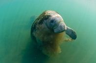 A manatee rises in between feeding von Joost van Uffelen Miniaturansicht