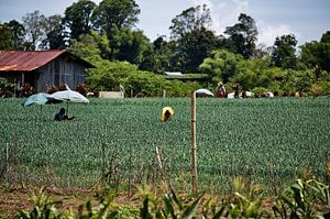 Landarbeiter bei der Arbeit auf einem großen Feld