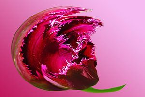 Abstract Aubergine lila bloem sur Alice Berkien-van Mil