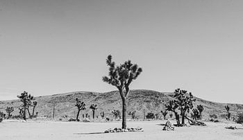 Joshua Tree Kalifornien
