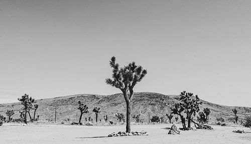 Joshua Tree California