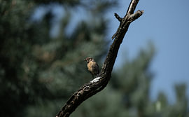 Vogelporträt auf einem Ast von Bram Tempelaar Photography
