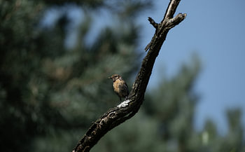 Portrait of a bird on a branch