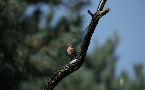Portrait of a bird on a branch