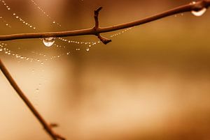 Autumm