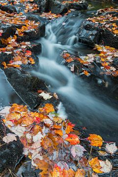 Herfstbladeren in een beek in Acadia National Park, USA van Nature in Stock