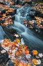 Herfstbladeren in een beek in Acadia National Park, USA van Nature in Stock thumbnail