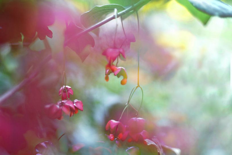 Jardin (I) von Marianna Pobedimova