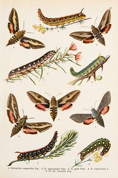 Antieke kleurenplaat met pijlstaartvlinders van Studio Wunderkammer