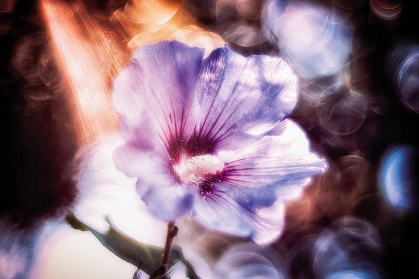Hibiskus mit Sonnenstrahlen von Nicc Koch