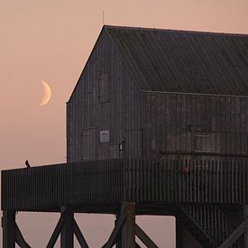 Torenvalk in maanlicht van Theo Felten