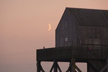 Torenvalk in maanlicht