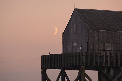 Kestrel in moonlight