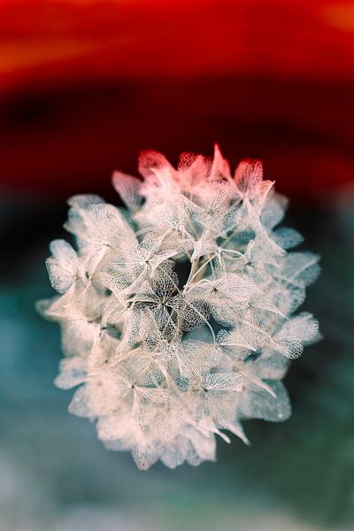 Ampoule d'hortensia par Tot Kijk Fotografie: natuur aan de muur