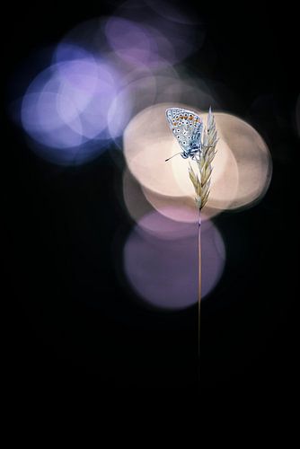 Just a beautiful butterfly in the evening light