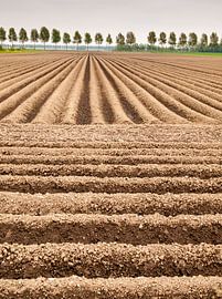 Aardapelveld von David Hanlon