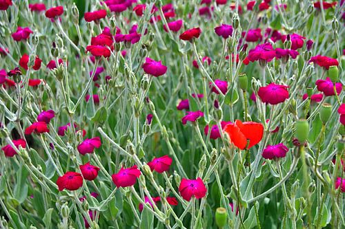 paarse bloemen 4