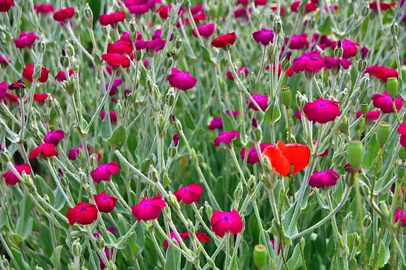 paarse bloemen 4 van Edgar Schermaul