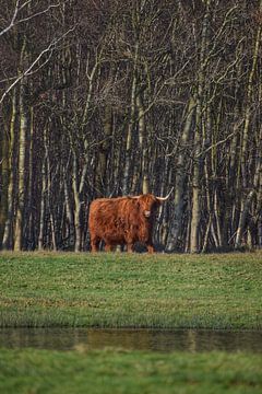 Schottischer Hochlandbewohner im Wald auf Texel von Inge Kampen
