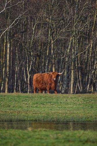 Schottischer Hochlandbewohner im Wald auf Texel