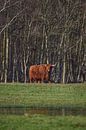 Schotse Hooglander in bos op Texel van Inge Kampen thumbnail
