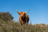 Scottish Highlander on the dune by Rob Donders Beeldende kunst thumbnail