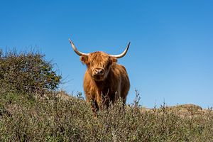 Schottischer Highlander auf der Düne von Rob Donders Beeldende kunst