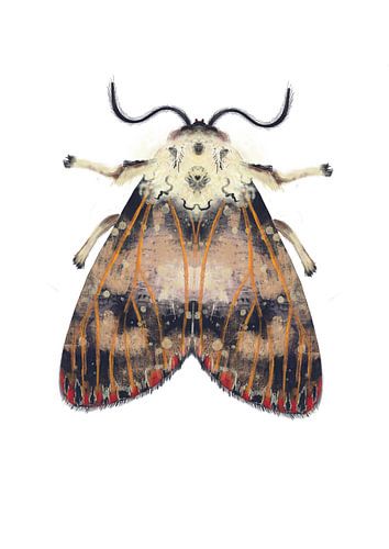 Mot met rode stippen op witte achtergrond