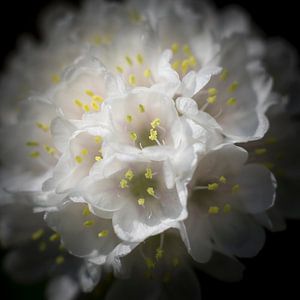 Witte kleine bol bloemetjes