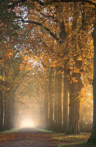 The gateway to the light by Natuurfotografie_simoneopdam