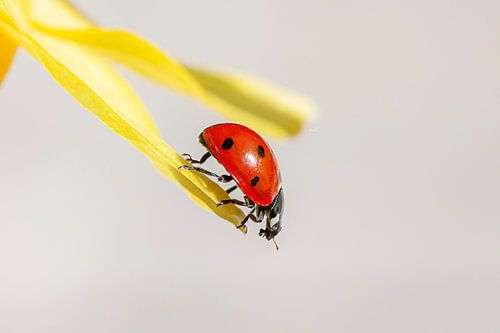 Ladybug, symbol of senseless violence