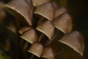 Paddenstoelen groep Midwolderbos von Sascha van Dam